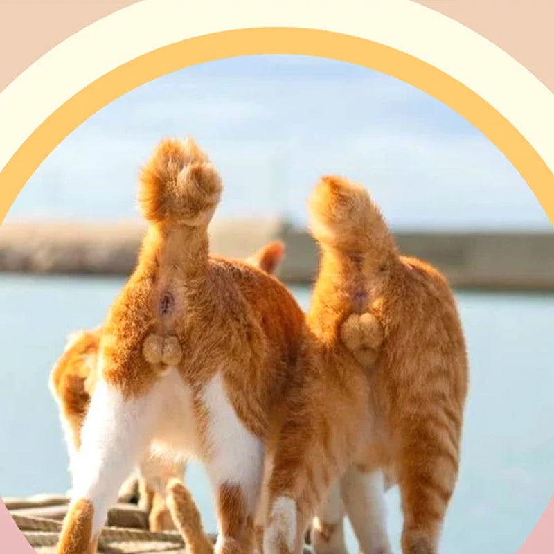 2023 Cats Buttholes Calendar