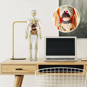 3D Anatomi modelskelet legetøj