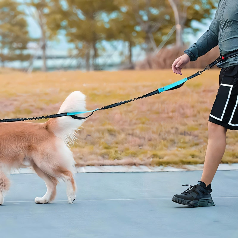 Multifunctional Dog Walking Leash and Waist Bag