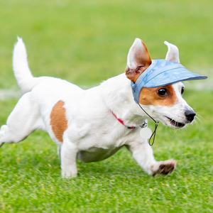 Solbeskyttende skærm til hunde