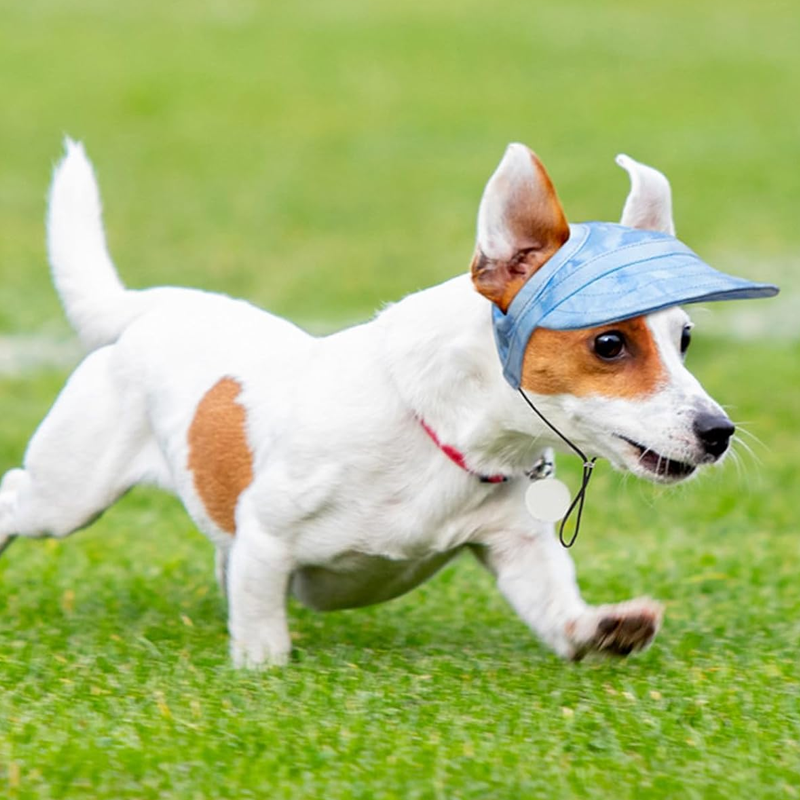 Solbeskyttende skærm til hunde