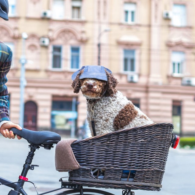 Solbeskyttende skærm til hunde